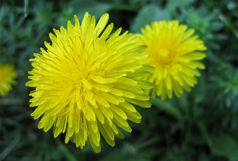The Mighty Dandelion The Mighty Dandelion